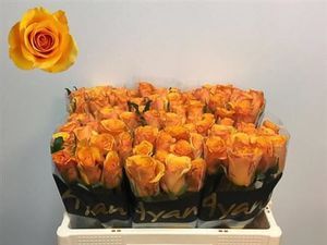 ROSE TYCOON KENIA 40